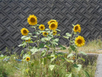 DSCN3427